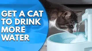 How to Get a Cat to Drink More Water: Tips Every Cat Owner Should Know