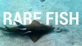 Giant Guitarfish scared a Stargazer. Red sea wildlife