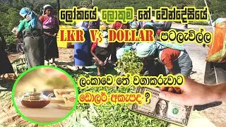 Ceylon Tea Growers Suggest to Conduct Tea Auction in Dollars