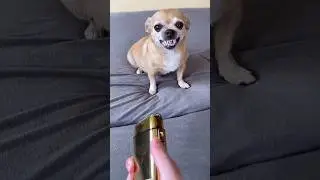 Dog sound#cutfrom#puppy#barking#nikhilmajak#puppysound#shortsfeed#youtube