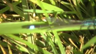 Ischnura elegans Lantaarntje