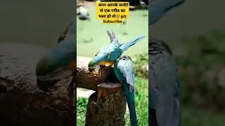 #shorts #viral #totalbirds