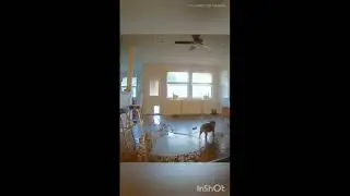 Relax&Enjoy! Pranks! Dogs are Pests! Собаки Вредители!