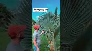 Palm Music with PlantWave