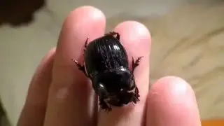 Copris lunaris, bousier Scarab&eacute;id&eacute;s
