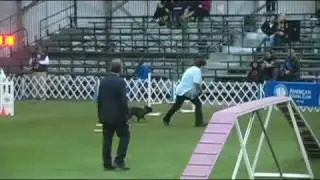Soren (French Bulldog) Round 2:  AKC Agility Invitational 2009