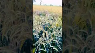 Pakistan Ki Behtareen Gandum Ki Qisam | High-Yield Wheat Varieties 2025