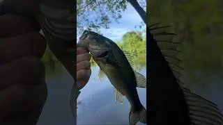 Hamburger #fishing #fish