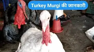 Turkey Bird Information || टर्की बर्ड की पूरी जानकारी