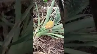 panen nenas Sepinggan
