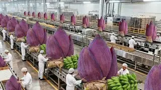 How It's Made: Giant Purple Banana Blossoms To Gold Cans | Full Old School Factory Process 