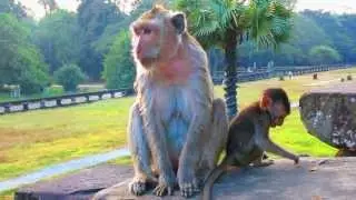 Baby monkey's in Angkor Wat