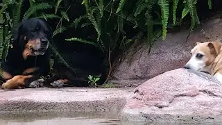 Xara Drinks From My Hands | Rottweiler Dog Life