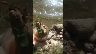 Smelly Rotten Potato Explosion