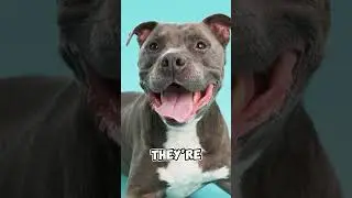 American Pitbull Terrier Facts You NEED To Know