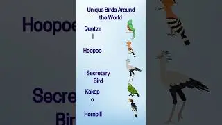 Unique Birds Around the World 🐦✨ | Amazing Bird Facts for Kids