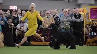 Westminster 2025