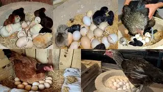 Two mother hens gallinas hatching eggs to chicks in 21 days | 2 hens harvesting to chicks