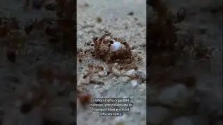 Ant Super Strength
