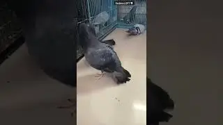 male bird's show 🥵 #pigeon viral #video top class bird's#