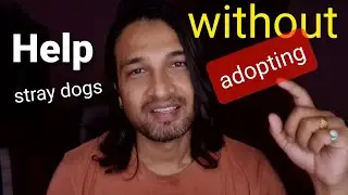 Help stray dogs without adopting | Helping street puppies