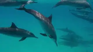 The Secret Language of Dolphins: How They Refer to Each Other