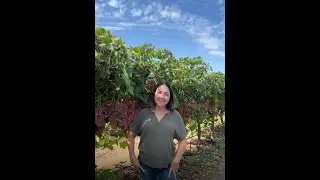 California Table Grape Harvest Continues