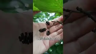 Szyszki olchy w akwarium.