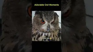 Adorable OWL Moments 👀👀