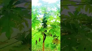 &ldquo;Soothing Nature Flowers 🌸 Relax Your Mind | Stress Relief Video&rdquo;
