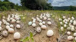 Amazing collecting eggs with lucky hands