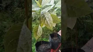 Avocado Growing on first try #avocado #avocadotree #plantingtrees