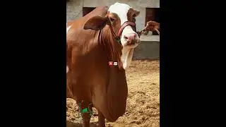 *MALKA-E-PARBAT* FROM &hearts;️ JAMAL CATTLE FARM 2022 &hearts;️