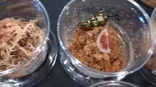 How to manage adult Rainbow Stag Beetle (Phalacrognathus muelleri) in Beetle shop, Breeding workshop