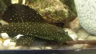 Vampire pleco L240