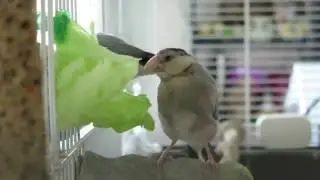 Youngest young Java finch