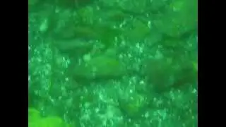 Diving Netarts Bay