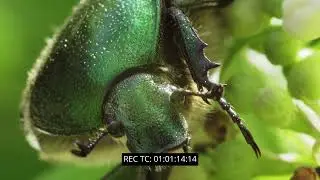 INSECTS A cue Tube Project Rescored by Ian Westell