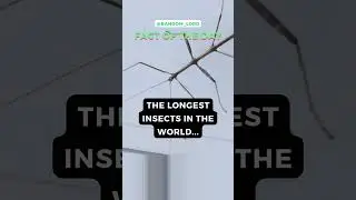 Is this insect too big to hold? #nature #biology #facts #insects #science | @Random_Lord #44