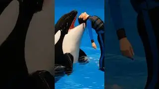 Jessica dolphin attack🥺🐬#ai #viralvideo #dolphin #shortsvideo