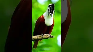 4 suara burung aneh