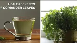 drink for bp patients|shazia'skitchen|green coriander leaves drink recipe by shazia'skitchen|