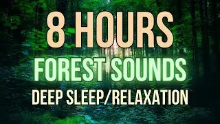 8 Hours of Forest Sounds and Birdsong for Deep Sleep and Relaxation 🌳🐦