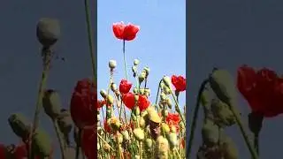 natural beautiful flowers | beautiful flower garden| #naturebeauty #flowers #nature #garden