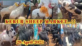 ಕೆರೂರ್ ಕುರಿ ಮತ್ತು ಮೇಕೆ ಮಾರುಕಟ್ಟೆ | Every Tuesday morning | Tagaru & Sheep Lamb | @gdfchannel8724  |