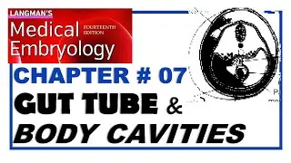 Langman Chapter#07 | Gut Tube & Body Cavities | Embryology | Dr Asif Lectures