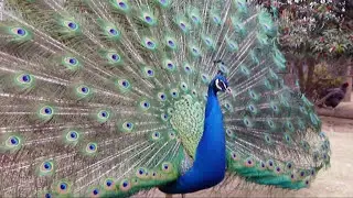 Relaxing music. Peacock Dance - HD Pfau, Paon, Pauw, P&aring;fugl, Pav&atilde;o, Павлин, Tavuskuşu
