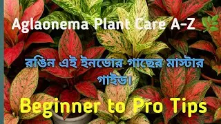Aglaonema Plant Care A-Z 🌿 ইনডোর রঙিন গাছের মাস্টার গাইড | Beginner to Pro Tips #aglonema #garden 