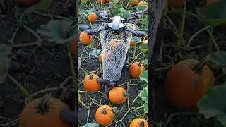 High-Tech Flying Drone Captures Wild Boars with Net in Pumpkin Field | Smart Farming Defense