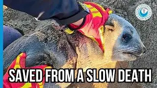 Seal Trapped in Traffic Jam Gets Lucky
